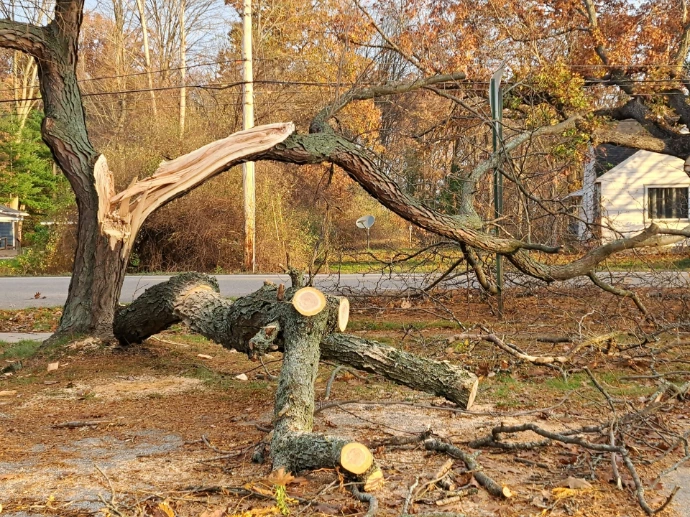 A tree that has fallen over in a yard